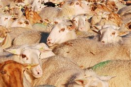 Schapen von Margreet Frowijn