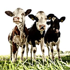 Vaches au pâturage