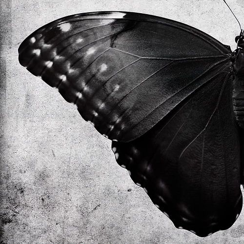 A Set of Two Butterflies