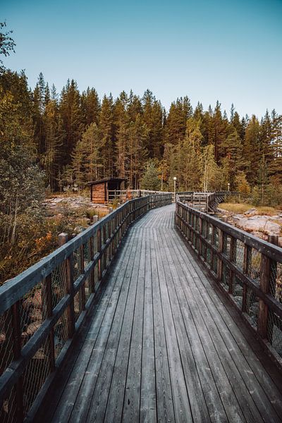 Vlonderpad in Zweeds Lapland | Zweden | Reisfoto van Expeditie Aardbol