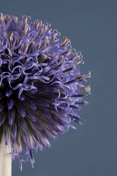 Een halve blauw - lila kogeldistel (Echinops) deels in bloei van Marjolijn van den Berg