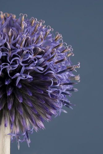 Een halve blauw - lila kogeldistel (Echinops) deels in bloei