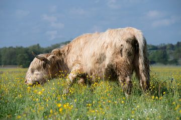 Schotse Hooglanders in een bloemenweide van Ulrike Leone