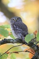 Eurasian pygmy owl, Swabian Alps,Baden-Württemberg, Germany