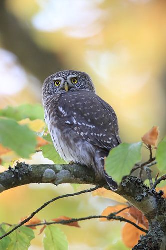 Eurasian pygmy owl, Swabian Alps,Baden-Württemberg, Germany