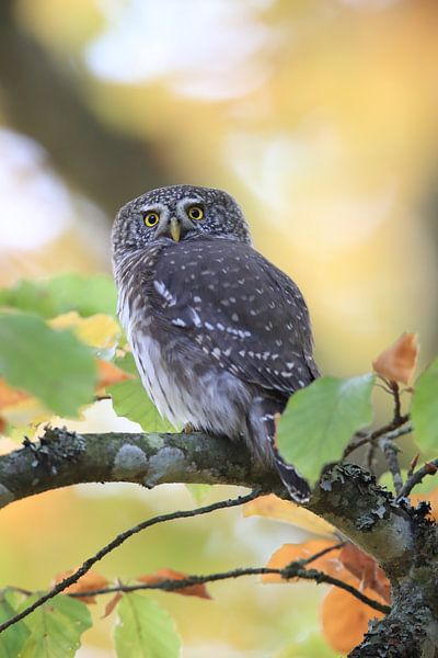 Eurasian pygmy owl, Swabian Alps,Baden-Württemberg, Germany by Frank Fichtmüller