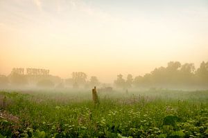 Souche d'arbre dans le brouillard du matin sur Johan Vanbockryck