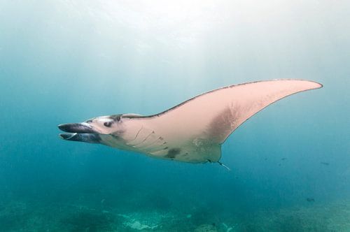 Manta