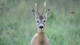 Roebuck van Daniel Elfert
