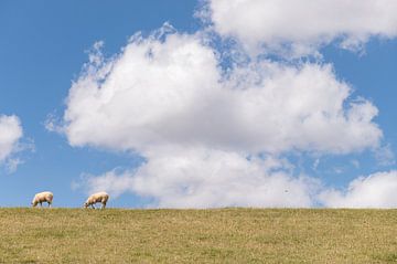 Dike sur Richard Wareham