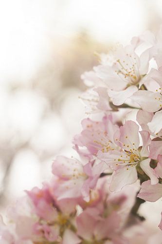 Roze Lente Bloesem II