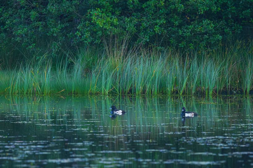 Ducks Dwingelderveld (Spier) Drenthe - Netherlands by Marcel Kerdijk