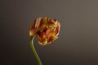 The Floral Essence
