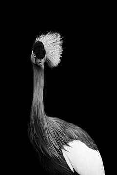 Kraanvogel | Portret | Zwart-wit | Fotografie