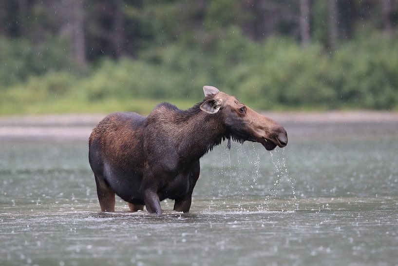 Moose cow eating water plants in Lake Glacier National Park in Montana, USA by Frank Fichtmüller