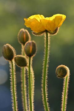 Klaprozen van Violetta Honkisz