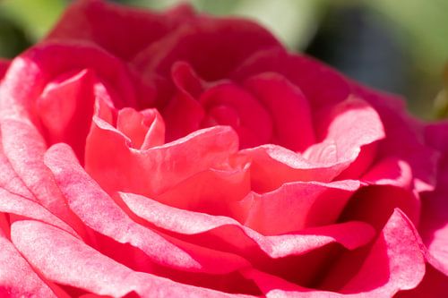 The Romance of the Lush Rose