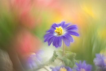 Anemone Blanda von Janny Kleijn