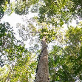 Hoge boom in nationaal park Khao sok, Thailand van Andrew van der Beek