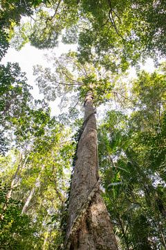 Hoge boom in nationaal park Khao sok, Thailand van Andrew van der Beek