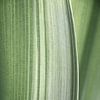 Feuille tropicale verte abstraite sur Christa Stroo photography