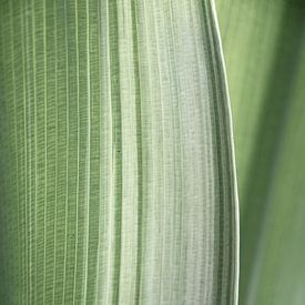 Abstract pastel groen tropisch blad art print - boho botanische natuur fotografie van Christa Stroo fotografie