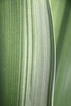 Abstract pastel groen tropisch blad art print - boho botanische natuur fotografie van Christa Stroo fotografie