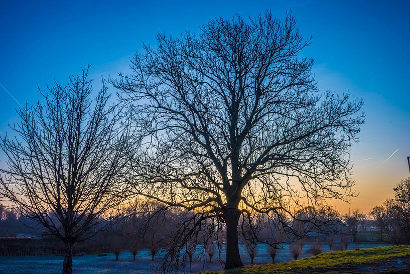 Silhouet van bomen van Fred Leeflang