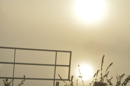 More with plants in the morning fog with rising sun by Trinet Uzun