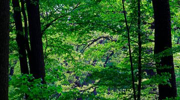 Panorama de la forêt sur Thomas Jäger
