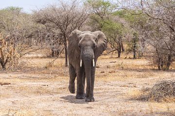 Elephant on walk in the savannah by Mickéle Godderis