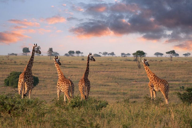 Baringo giraffe, Giraffa camelopardalis by Alexander Ludwig