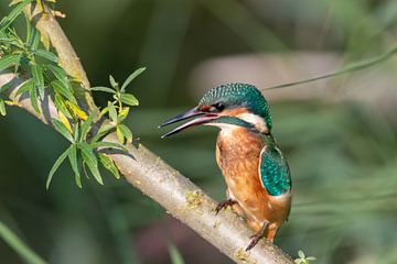 kingfisher by Bas Groenendijk