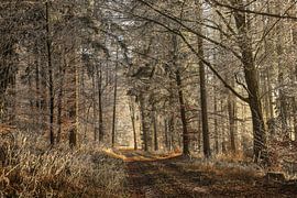 Soleil et givre dans la forêt hivernale près de Stockach - Landkreis Konstanz sur BlattArt - Christine Horn