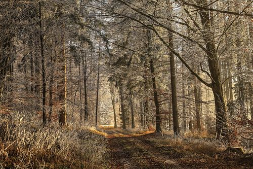 Zon en rijp in het winterse bos bij Stockach - Landkreis Konstanz