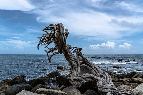 Dead tree on coast.