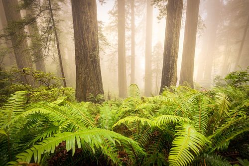 Redwood magic