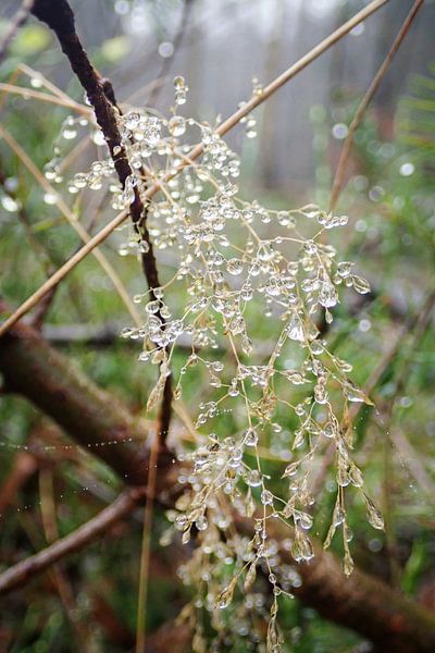 Dew beads by Dagmar van Nieuwpoort
