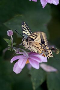 Papillon à queue d'hirondelle sur une anémone sur Marlonneke Willemsen