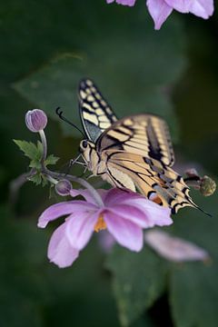Koninginnenpage vlinder op anemoon van Marlonneke Willemsen
