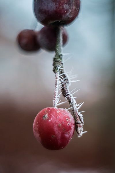 Winter by Janka Kucerova