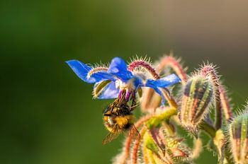 blue borage flower blossom with bee