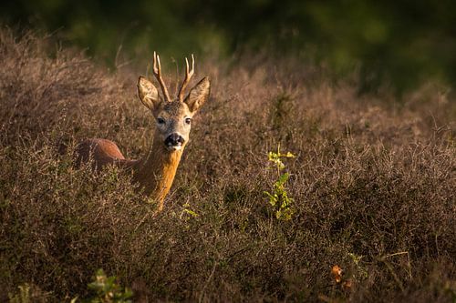 Roe deer