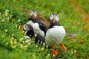 Papageitaucher auf der Insel Skellig Michael in Irland