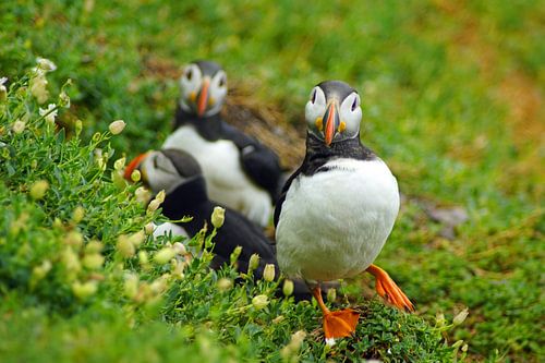 Papegaaiduikers op het eiland Skellig Michael in Ierland