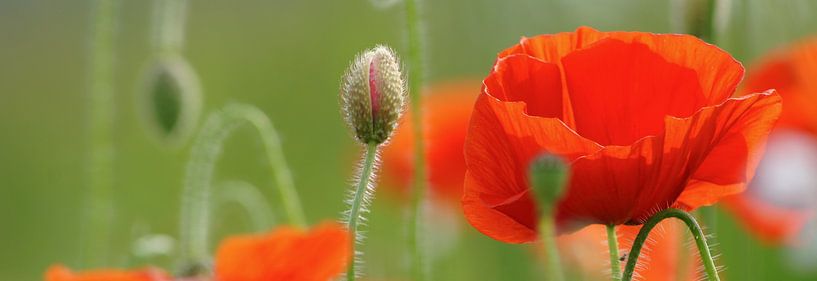 Mohn-Panorama von Niek Traas