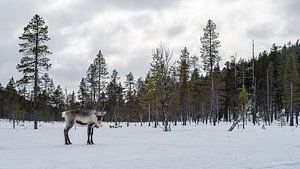 Rendier in besneeuwde Finse bossen.2