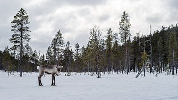 Rendier in besneeuwde Finse bossen.2 van Timo Bergenhenegouwen