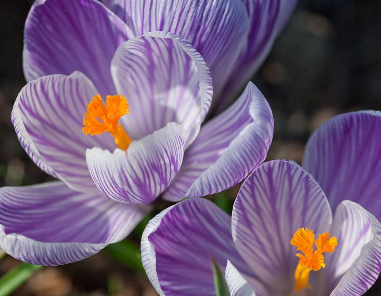 Fleurs de crocus par Achim Prill