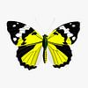 Vlinder - geel van Jole Art (Annejole Jacobs - de Jongh)